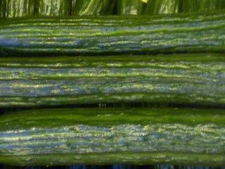 Dutch selection cucumbers for open ground