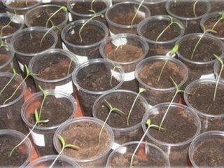 The cucumber seedlings have outgrown
