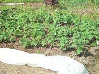 Cucumber varieties for Siberia in open ground