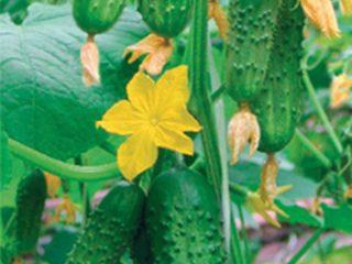 Bee-pollinated varieties of open ground cucumbers