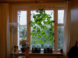 Las mejores variedades de pepinos para cultivar en el alféizar de una ventana.