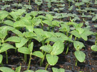 How to pick cucumber seedlings