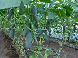 What varieties of cucumbers are best to plant in a greenhouse?