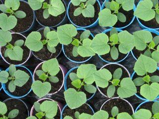 Time for sowing cucumbers for seedlings
