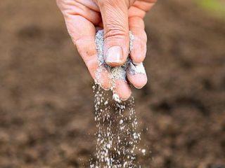 How to fertilize cucumbers with ash