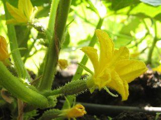 Cucumbers are parthenocarpic and bee pollinated