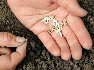 Hoe komkommerzaden correct in de grond te planten