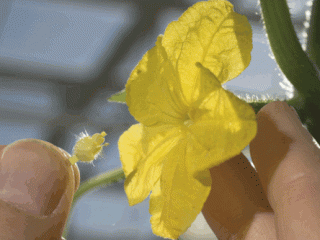 Impollinazione dei cetrioli in una serra