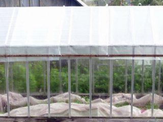 What should be the temperature in a greenhouse for cucumbers?