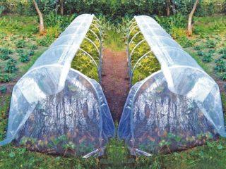 Cucumber varieties for the Leningrad region