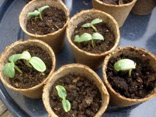 When to plant cucumber seedlings in 2024