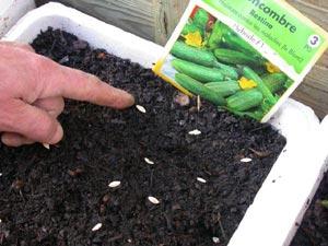Sowing cucumber seeds for seedlings in 2024