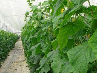 Varieties of cucumber seeds for greenhouses