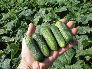 As melhores variedades de pepino com maxixe