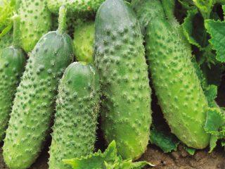 Cucumbers for central Russia for open ground