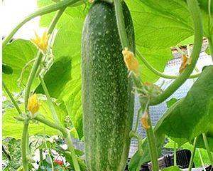 Self-pollinating cucumber varieties