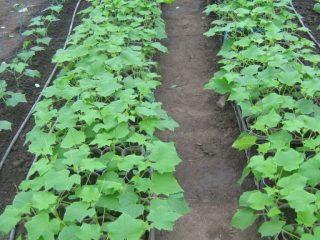 Varieties of cucumbers for the Rostov region in open ground