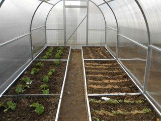Growing gherkins in a greenhouse