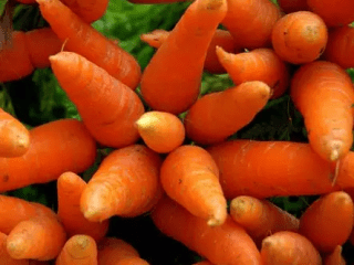 Carrot Gourmand