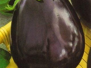 Eggplant Bull's forehead
