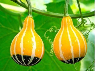 Decorative types of zucchini