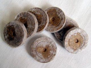 Plántulas de pepino en tabletas de turba.