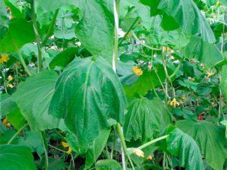 Reasons for wilting of cucumber leaves in a greenhouse