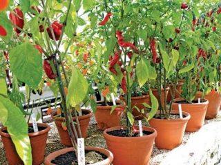 Varieties of peppers for the balcony