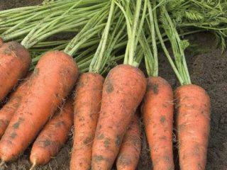 Carrot Cupar F1