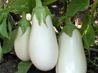 White eggplant varieties
