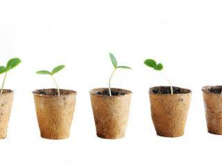 Planting cucumber seedlings in tablets and peat pots
