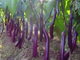 Varieties of long and thin eggplants