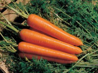 Varieties of table carrots