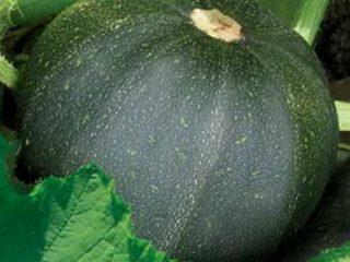 Popular varieties and hybrids of zucchini