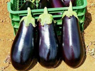 Eggplant varieties without bitterness and seeds