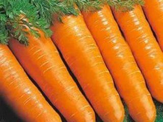 أفضل أنواع الجزر المبكر