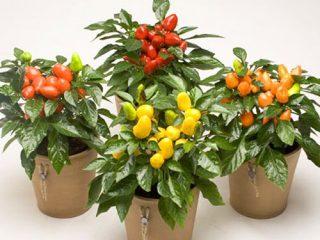 Soorten paprika's voor het kweken op een vensterbank