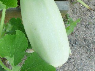 Zucchini Mountain