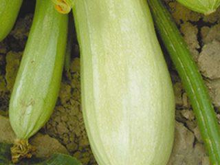Zucchini variety Gribovsky 37