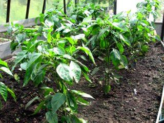 Pimiento para invernadero en la región de Moscú.