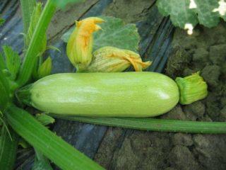 Zucchini Cavili F1