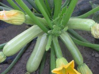 Jenis zucchini terbaik untuk tanah terbuka
