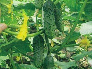 Cucumber Masha F1: characteristics and agricultural technology