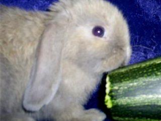 Varieties of zucchini