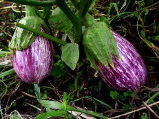 Eggplant variety Matrosik