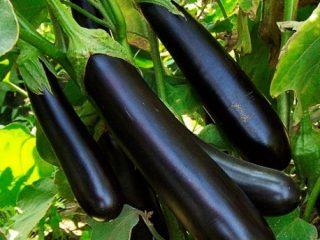 Eggplant variety Long purple