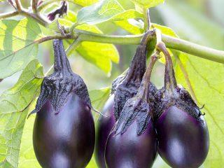 Varieties of raceme eggplants