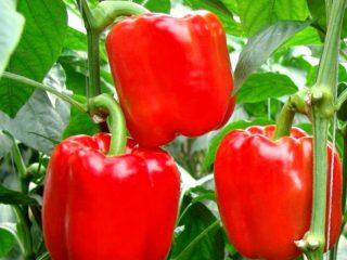 The best varieties of peppers for polycarbonate greenhouses