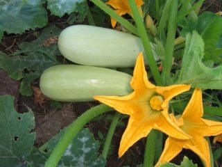 Types and varieties of zucchini