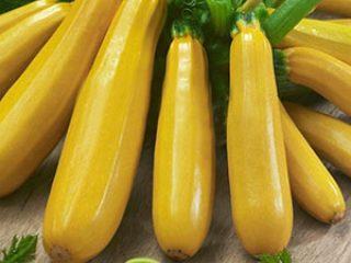 Zucchini Yasmin F1